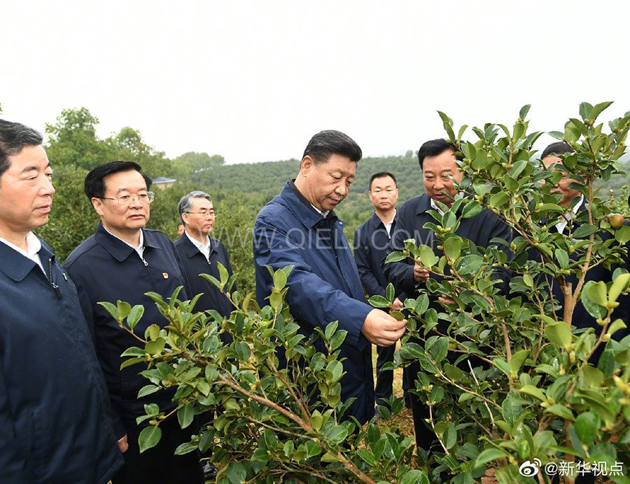 光山油茶籽榨油設(shè)備，山茶籽油榨油機(jī)廠家(圖1)